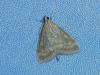 Ostrinia nubilalis